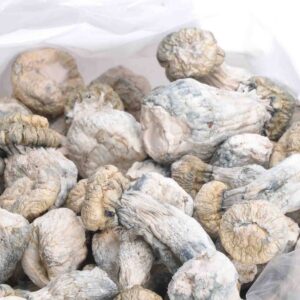 Shrooms – Leucistic SV 13
