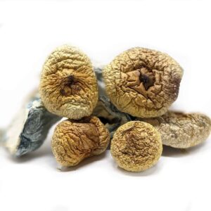 Shrooms – Golden Teacher